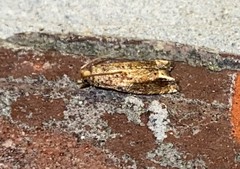 Epiblema abruptana