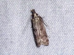 Dichomeris inversella