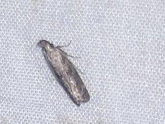 Dichomeris inversella