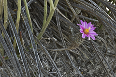 Rapicactus subterraneus