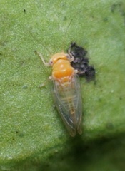 Heteropsylla
