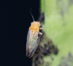 Heteropsylla