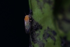 Heteropsylla