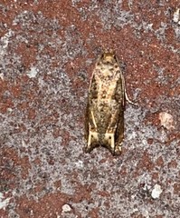 Epiblema abruptana