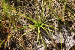Isoetes echinospora