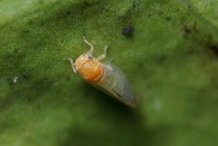 Heteropsylla