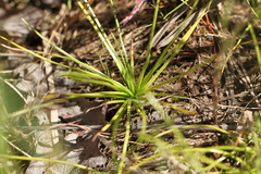 Isoetes echinospora