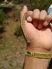 Thamnophis cyrtopsis collaris