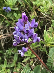 Oxytropis montana