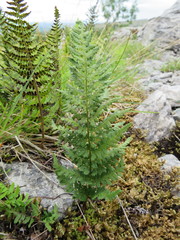 Dryopteris oreades