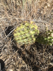 Opuntia polyacantha polyacantha