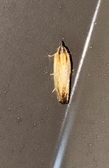 Eucosma umbrastriana
