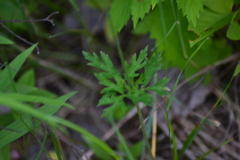 Anemone cylindrica