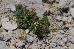 Draba asterophora