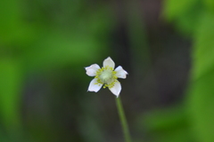 Anemone cylindrica