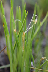 Littorella uniflora