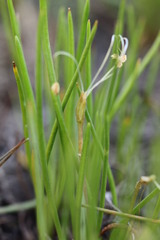 Littorella uniflora