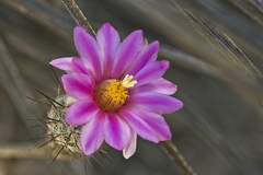 Rapicactus subterraneus