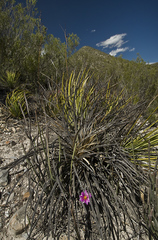 Rapicactus subterraneus
