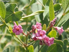 Apocynum venetum