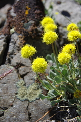 Eriogonum rosense