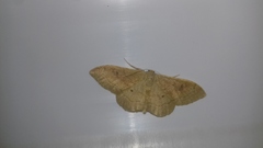 Idaea rubraria