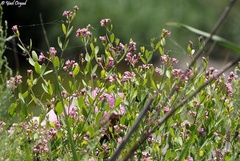 Apocynum venetum