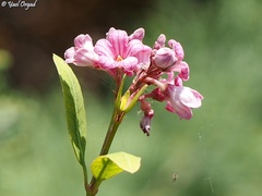 Apocynum venetum