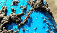 Lasius subumbratus