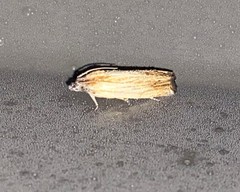 Eucosma umbrastriana