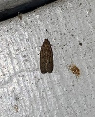 Glyphidocera democratica