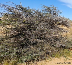 Vachellia tortilis raddiana