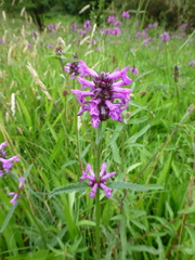 Betonica officinalis