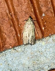 Glyphidocera juniperella