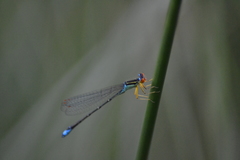 Enallagma antennatum