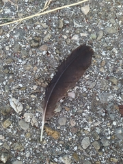 Corvus monedula soemmerringii