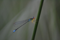 Enallagma antennatum