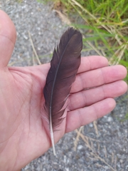 Corvus monedula soemmerringii