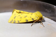 Diacrisia purpurata