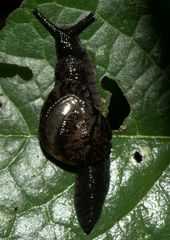 Helicarionoidea