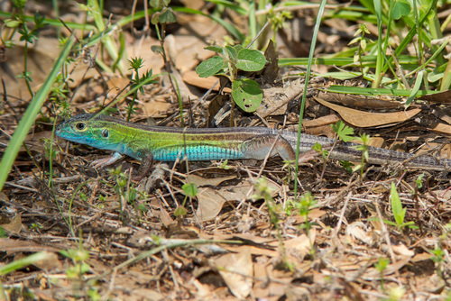 Six-lined Racerunner, Lick Creek Park, Brazos Co., Texas, photo 7 of 10