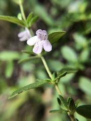 Clinopodium talladeganum
