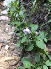 Clinopodium talladeganum