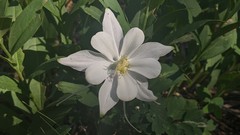 Aquilegia coerulea