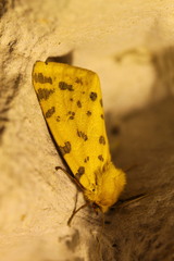 Diacrisia purpurata