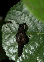 Helicarionoidea