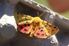 Diacrisia purpurata