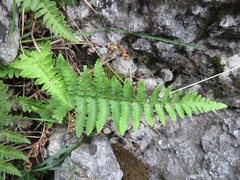 Dryopteris oreades