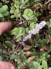 Acmispon heermannii orbicularis