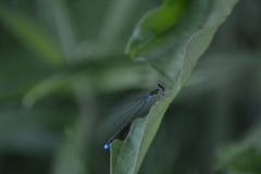Enallagma antennatum